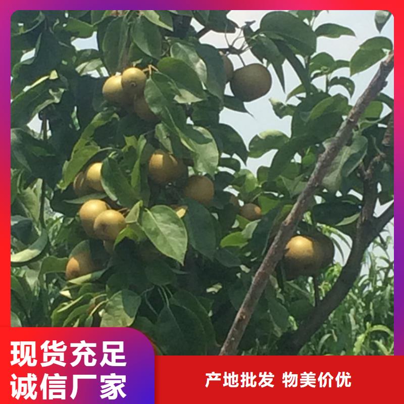 彩虹梨树苗怎么卖批发零售
