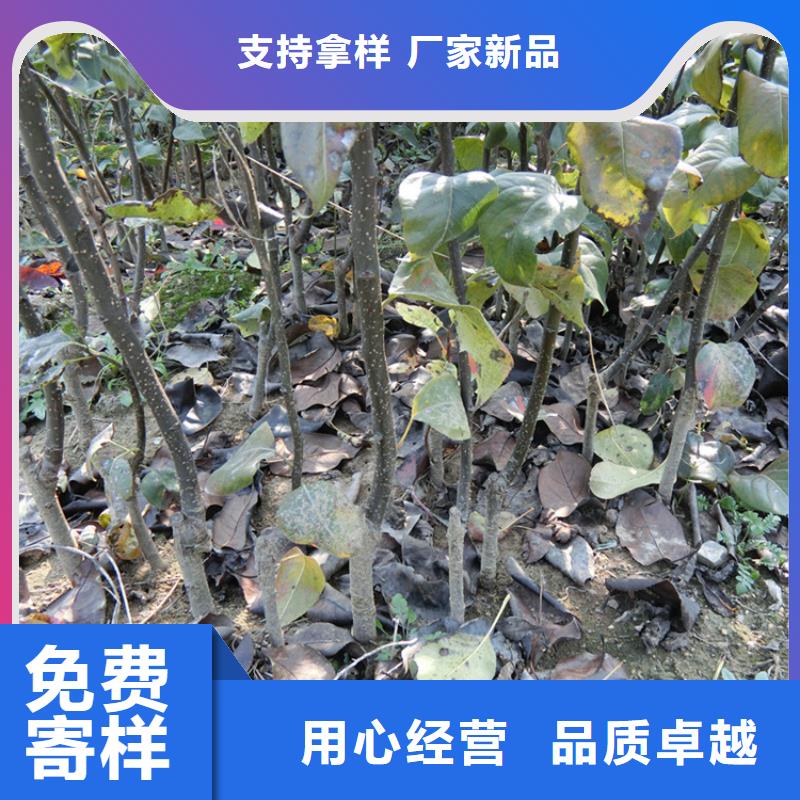 梨树猕猴桃苗厂家型号齐全