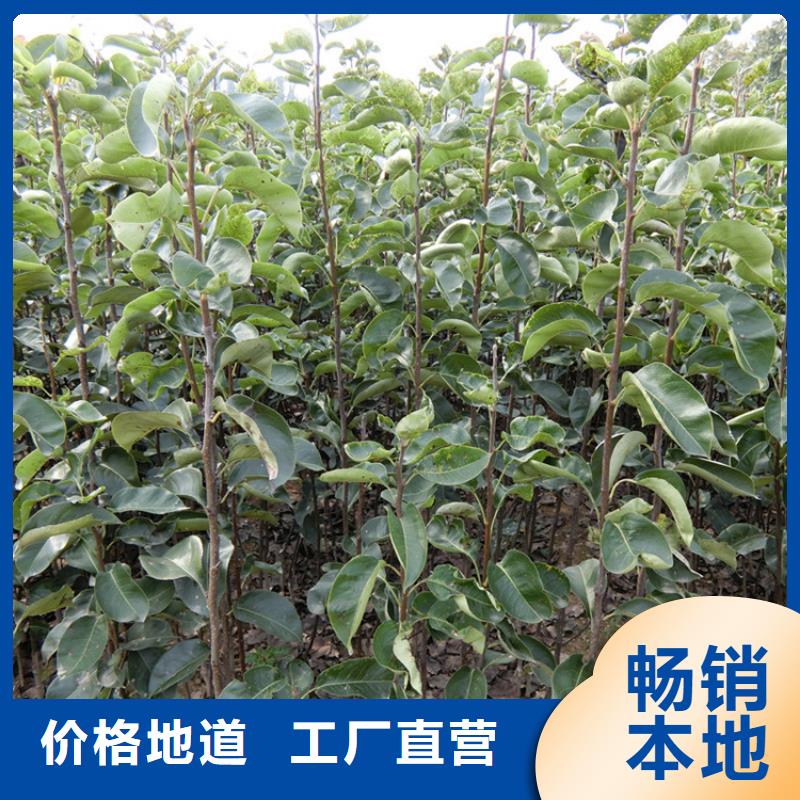 梨树-黄瓜苗用心制作
