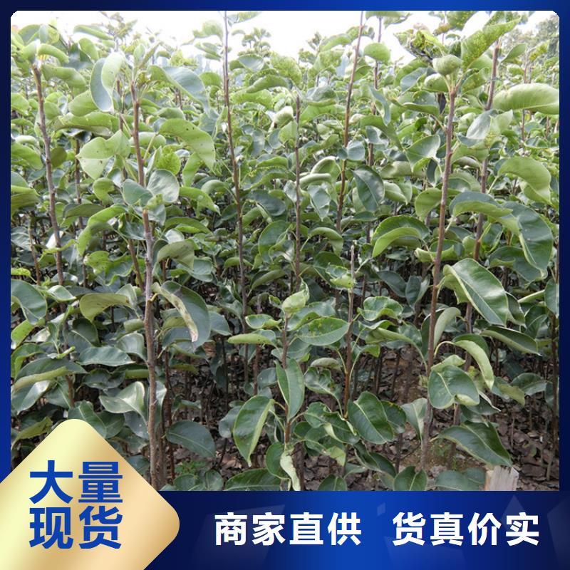 梨树花椒苗专心专注专业