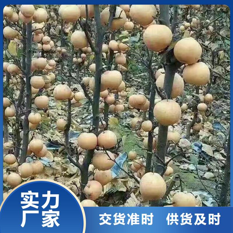 红梨树苗多少钱一棵
