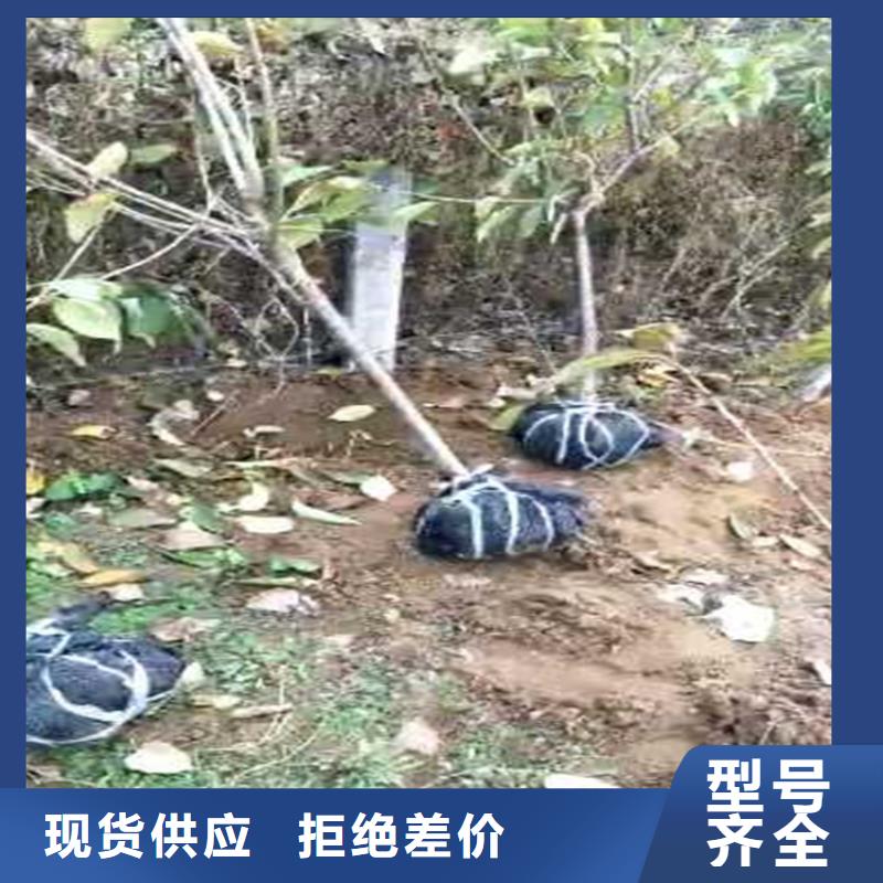 梨树花椒苗专心专注专业