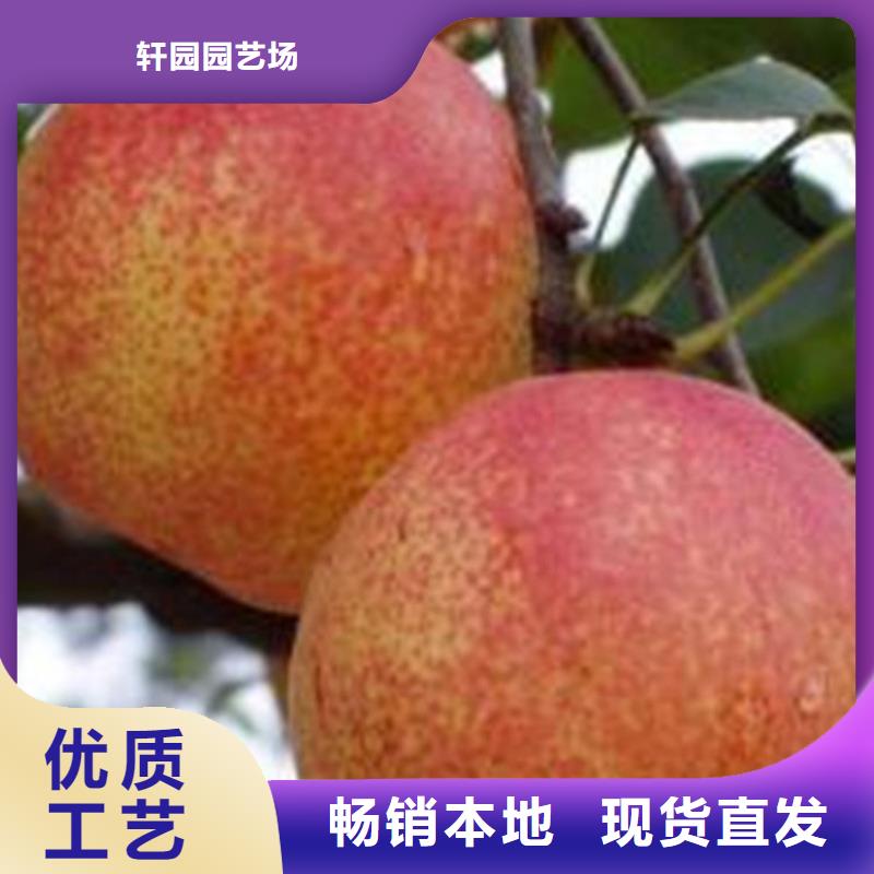 早酥红梨苗种植技术