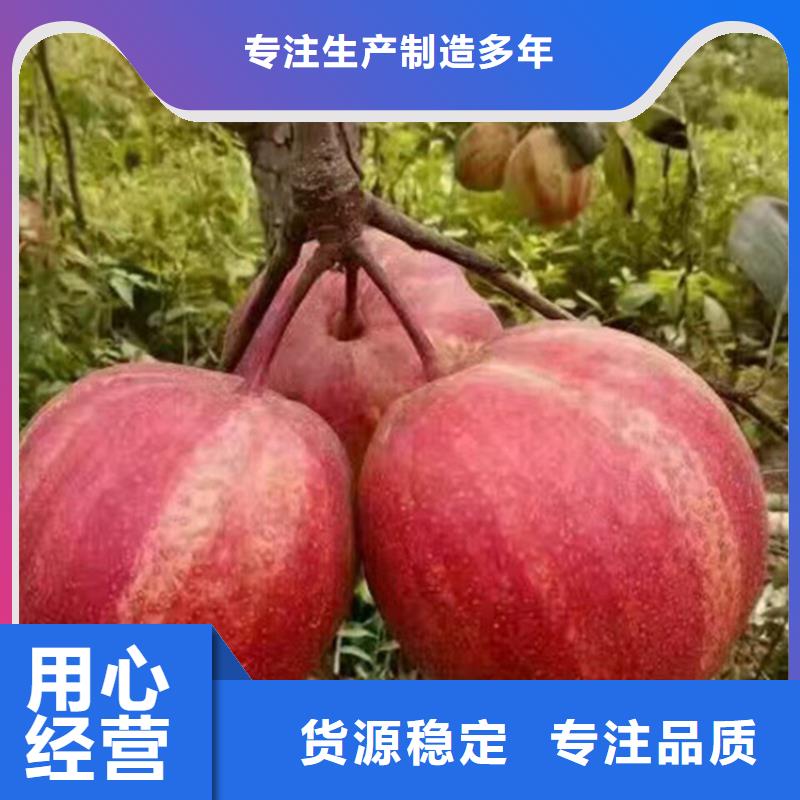 梨苗新奇品种