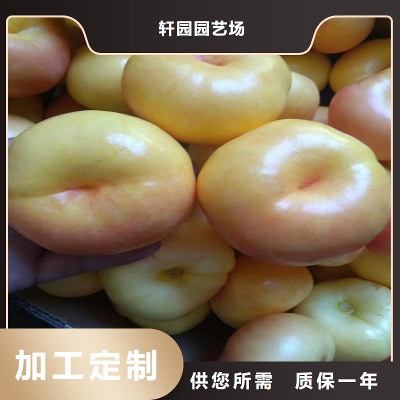 晚熟桃苗什么品种好