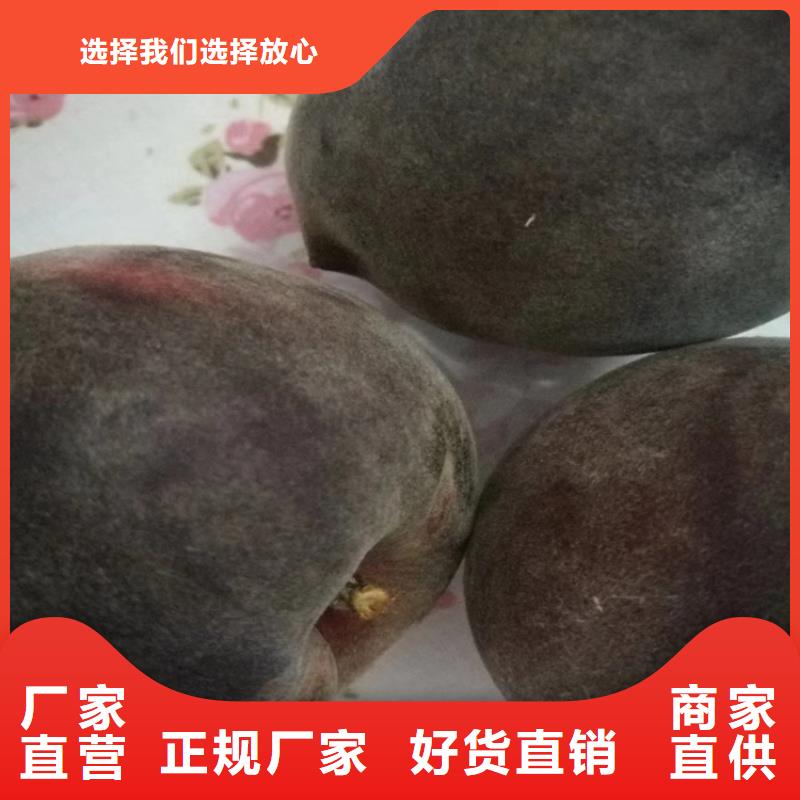 桃,西瓜苗厂家批发价