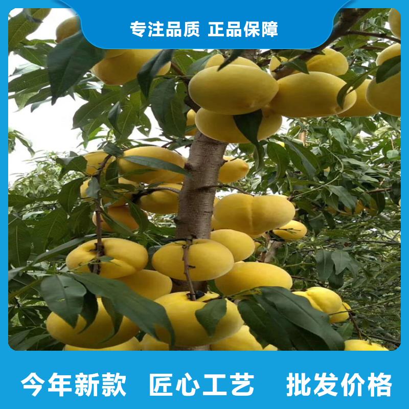桃苹果苗精心选材
