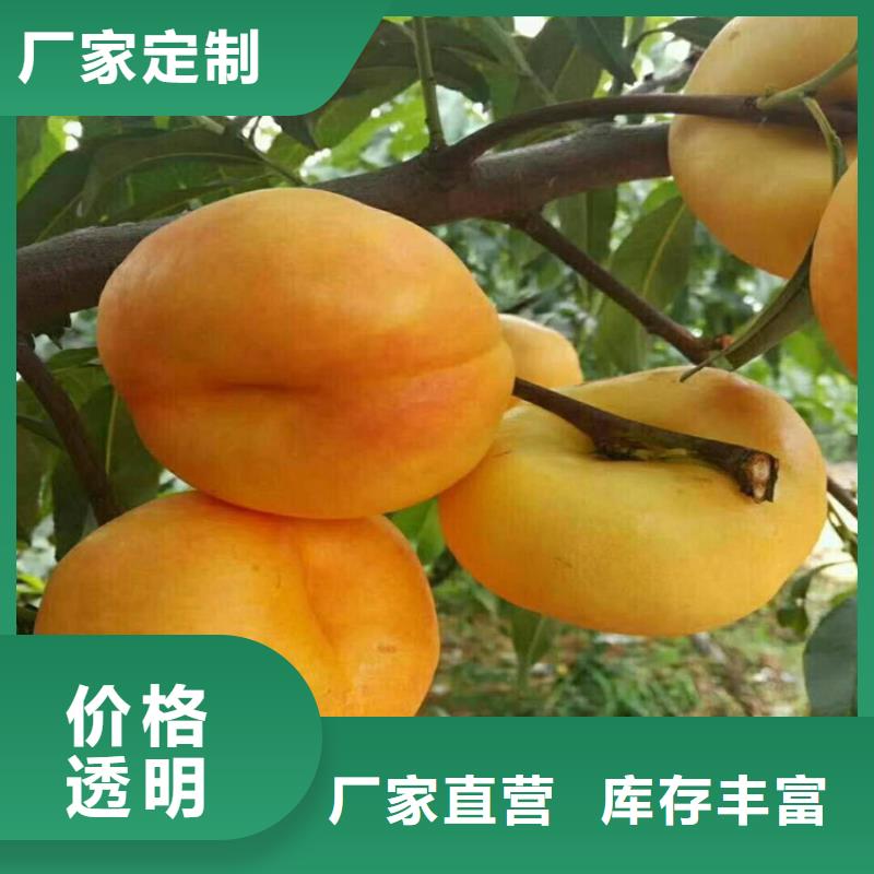 桃苹果苗材质实在