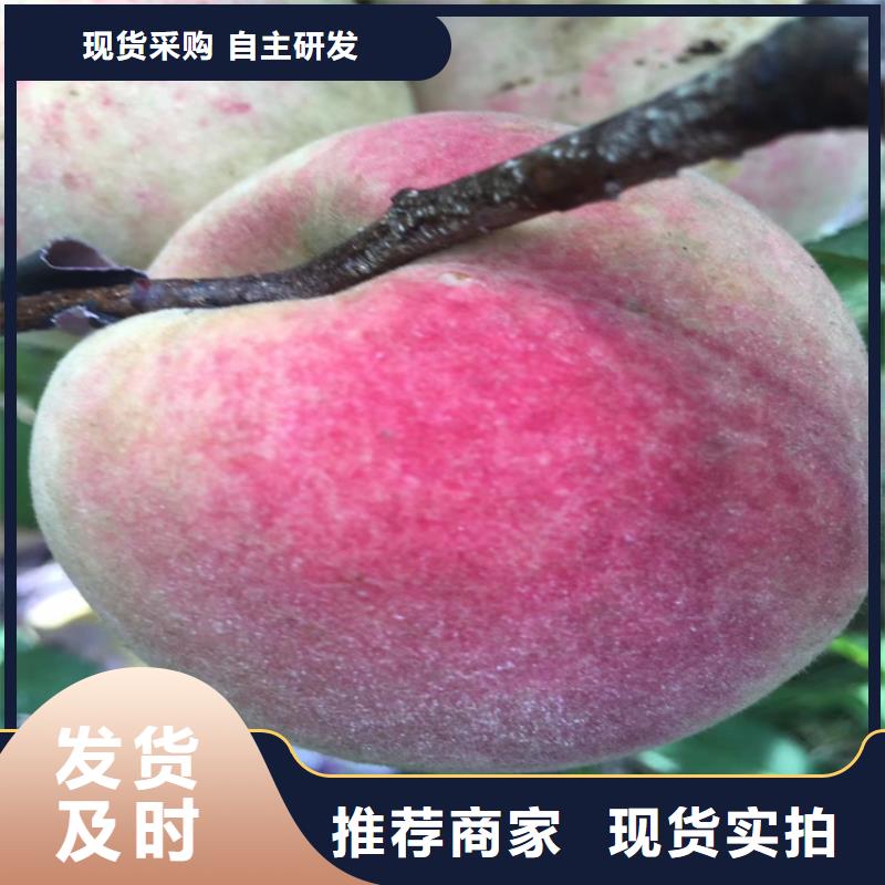 【桃石榴树拒绝伪劣产品】