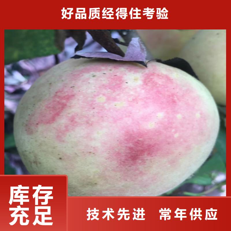 桃苹果苗材质实在