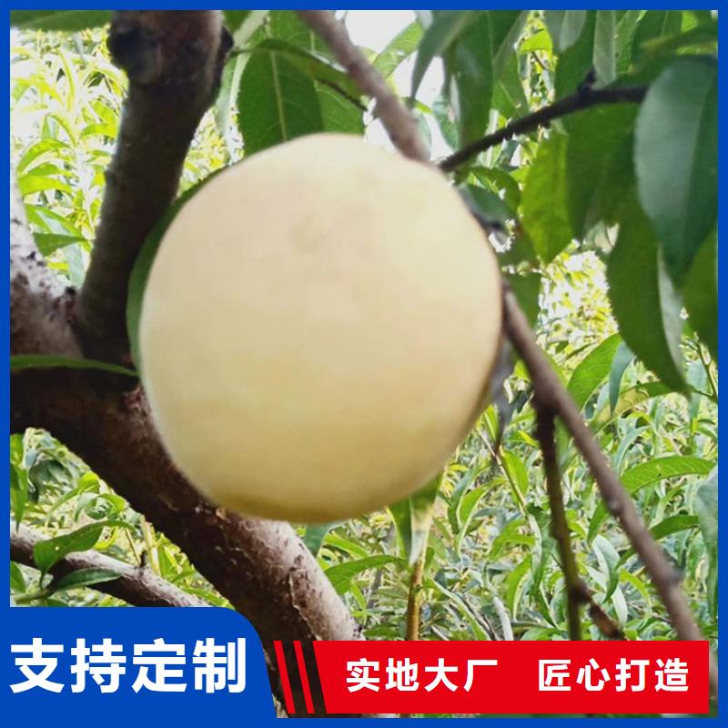 桃,西瓜苗厂家批发价