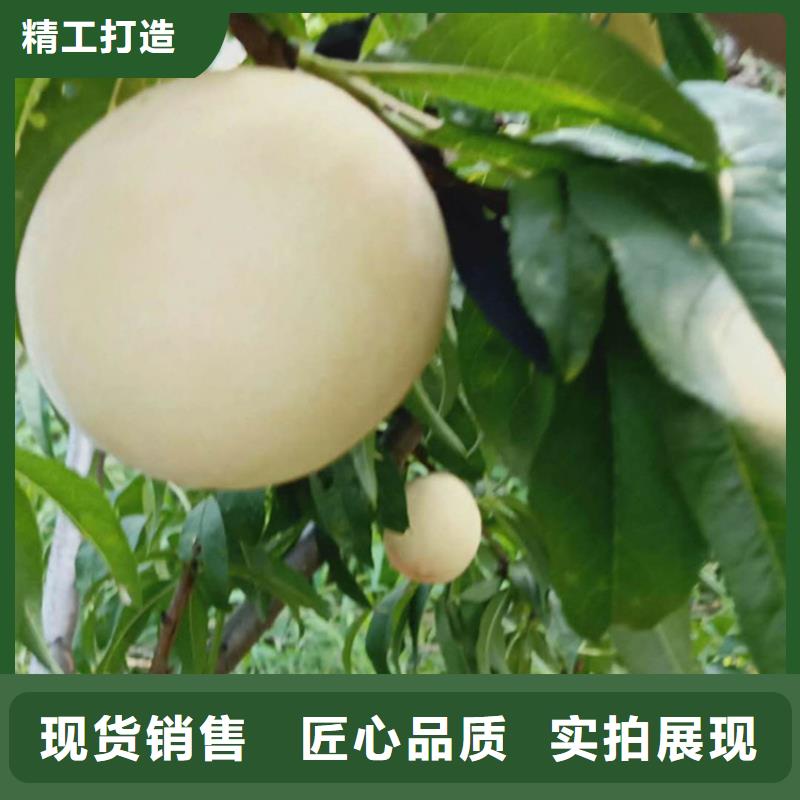 【桃桃树苗工厂自营】