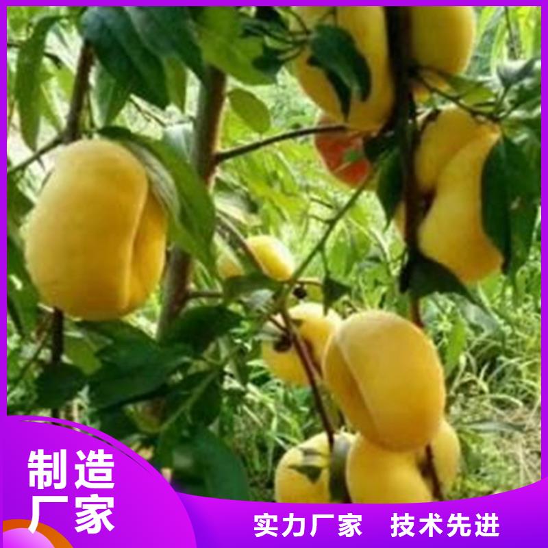 桃_石榴树苗质量牢靠
