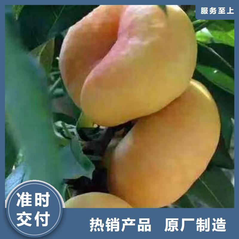 桃,西瓜苗国标检测放心购买
