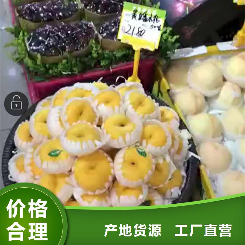 【桃桃树苗工厂自营】