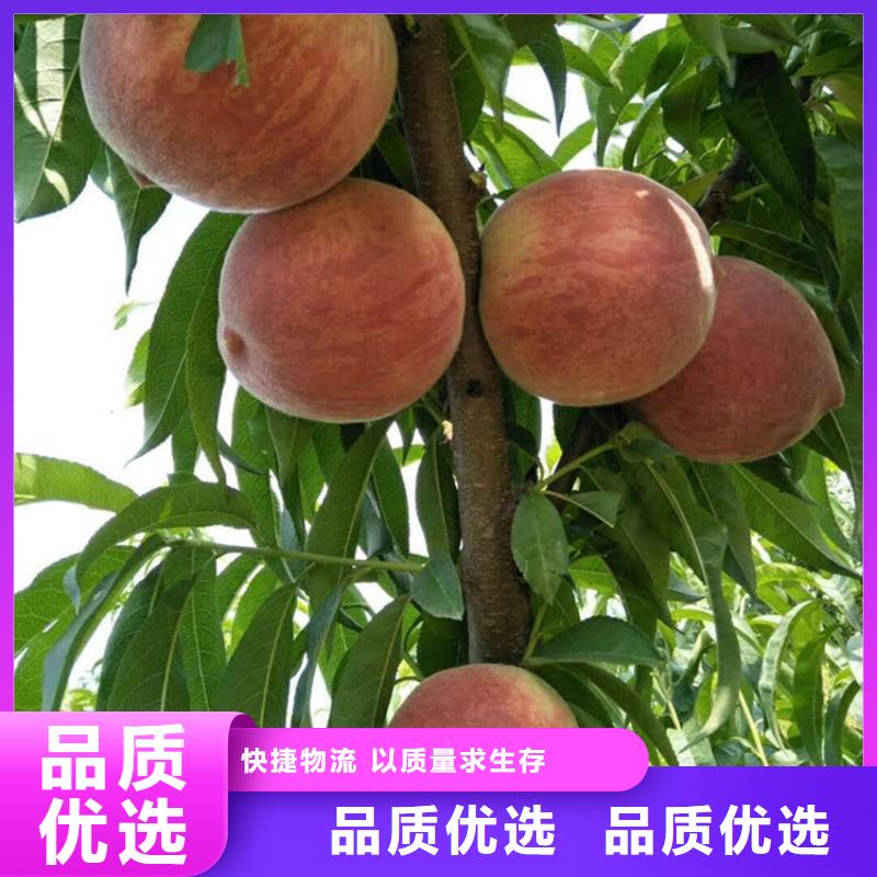 【桃石榴树拒绝伪劣产品】