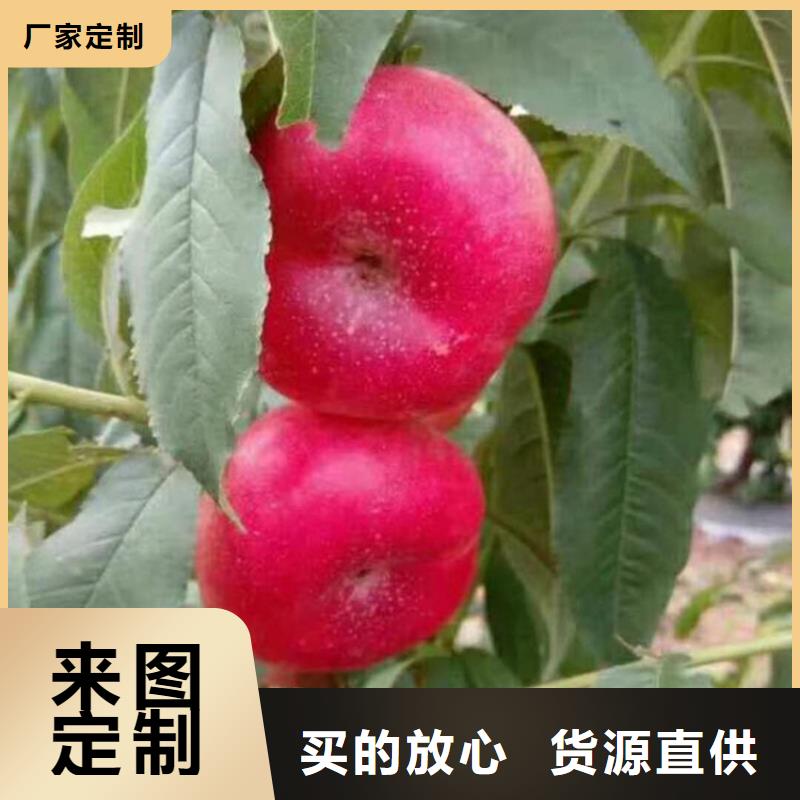 桃无花果苗免费寄样