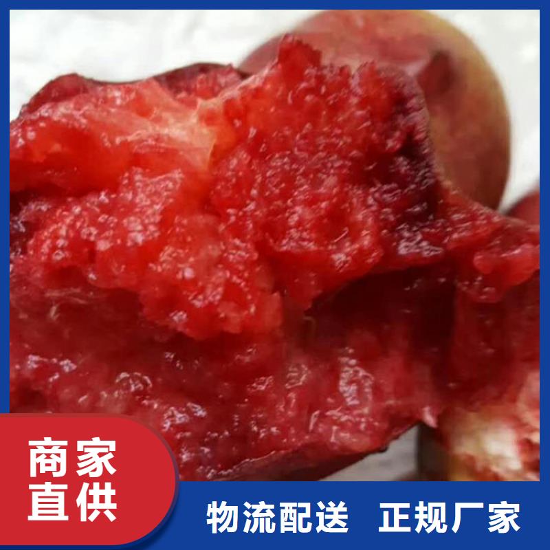 桃苹果苗精心选材