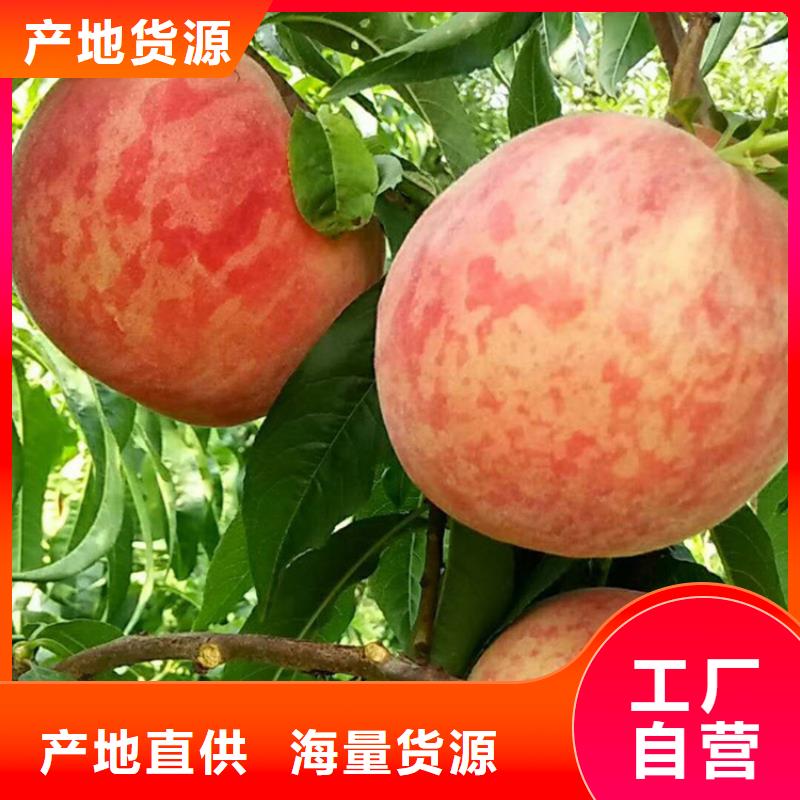 桃,西瓜苗国标检测放心购买