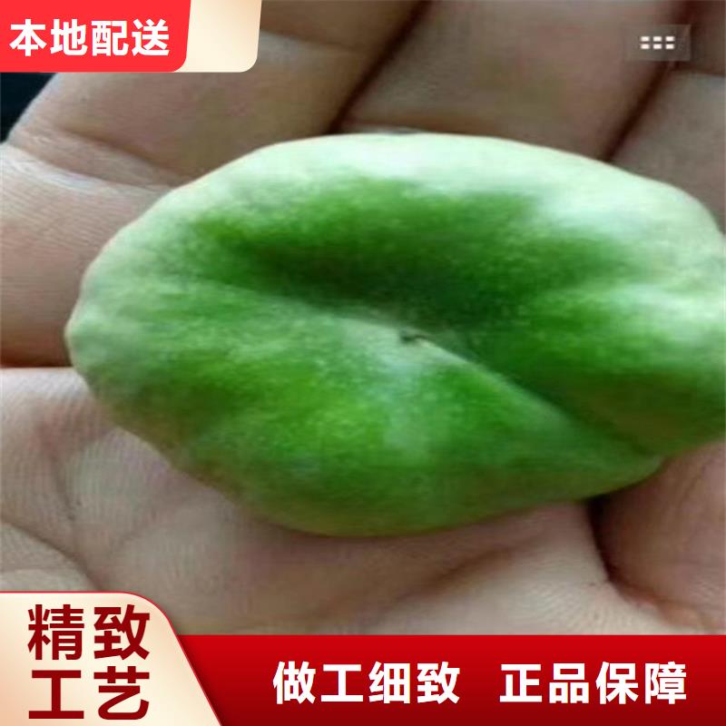 桃_石榴树苗质量牢靠