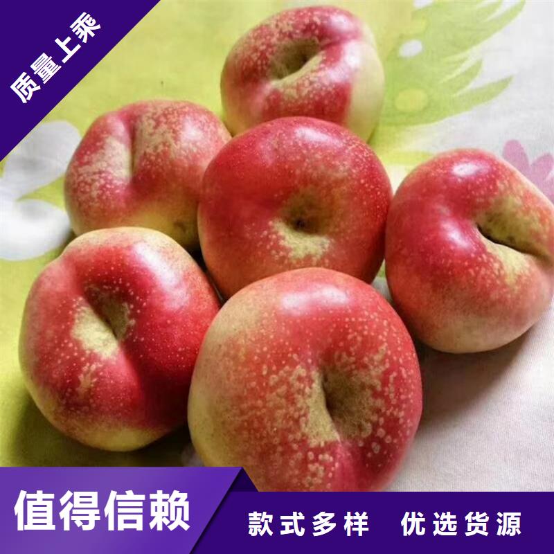【桃桃树苗工厂自营】