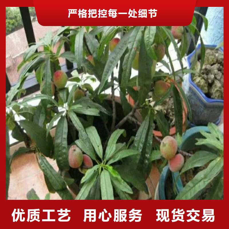 桃苹果苗精心选材