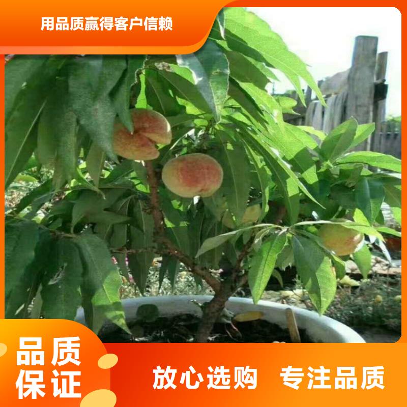 桃_石榴树苗质量牢靠