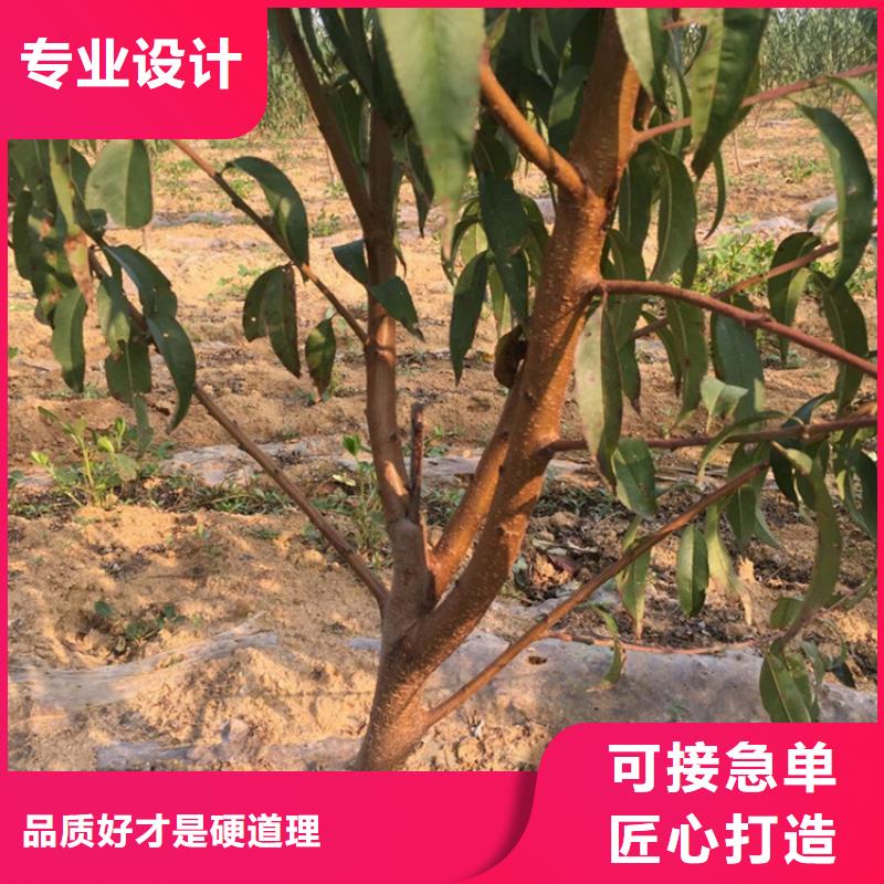桃无花果苗免费寄样