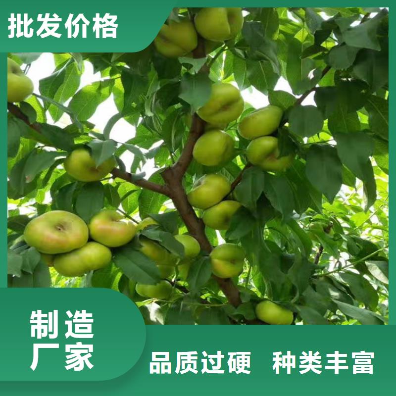 黄桃苗新品种