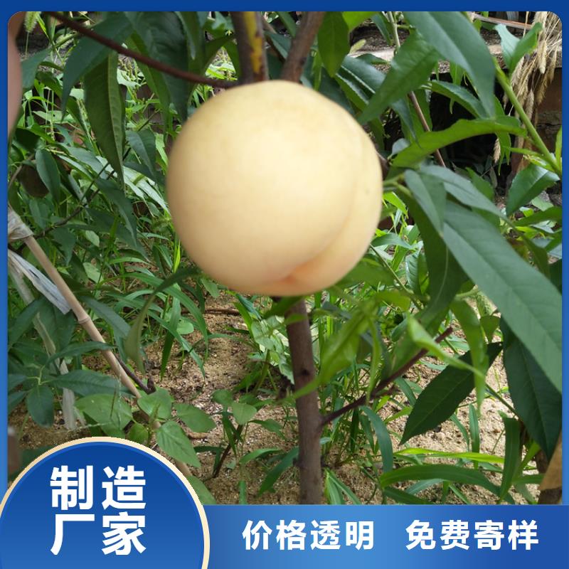 【桃石榴树拒绝伪劣产品】