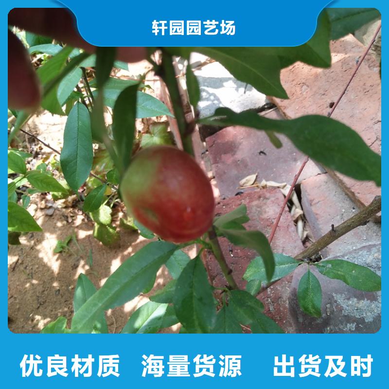 桃,西瓜苗国标检测放心购买