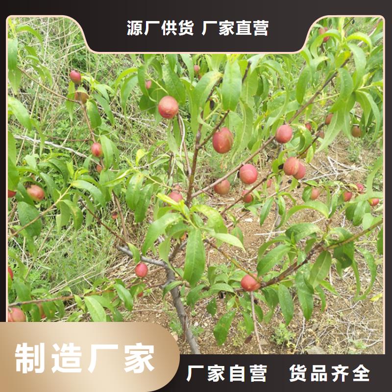 桃苹果苗材质实在