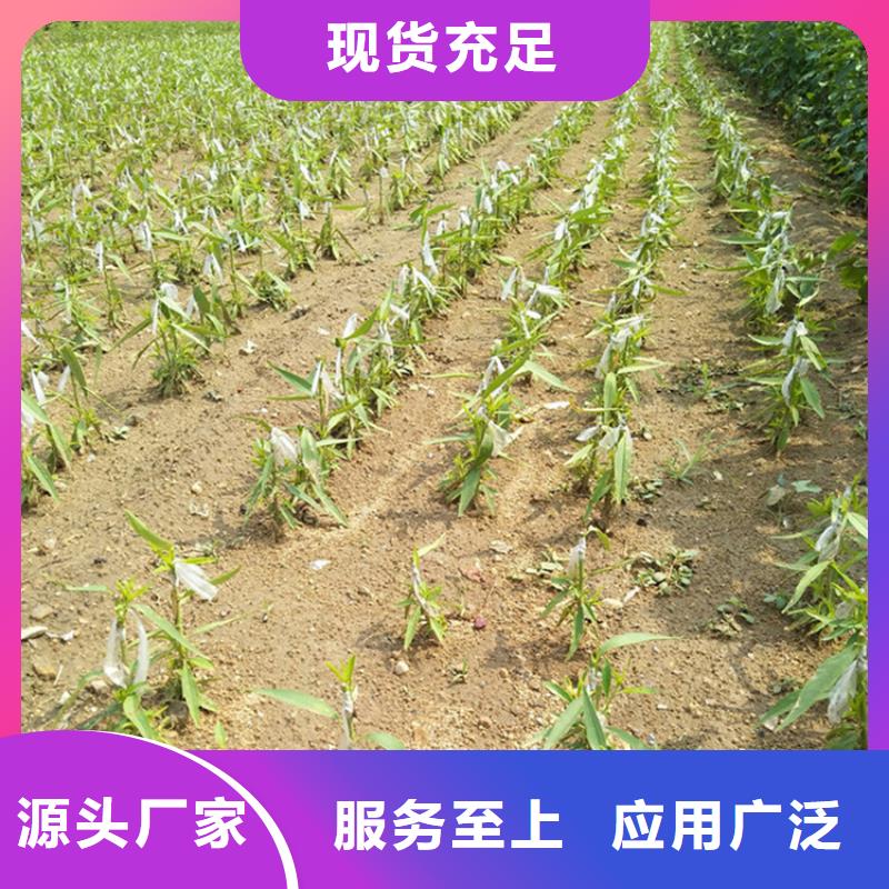 桃,西瓜苗国标检测放心购买