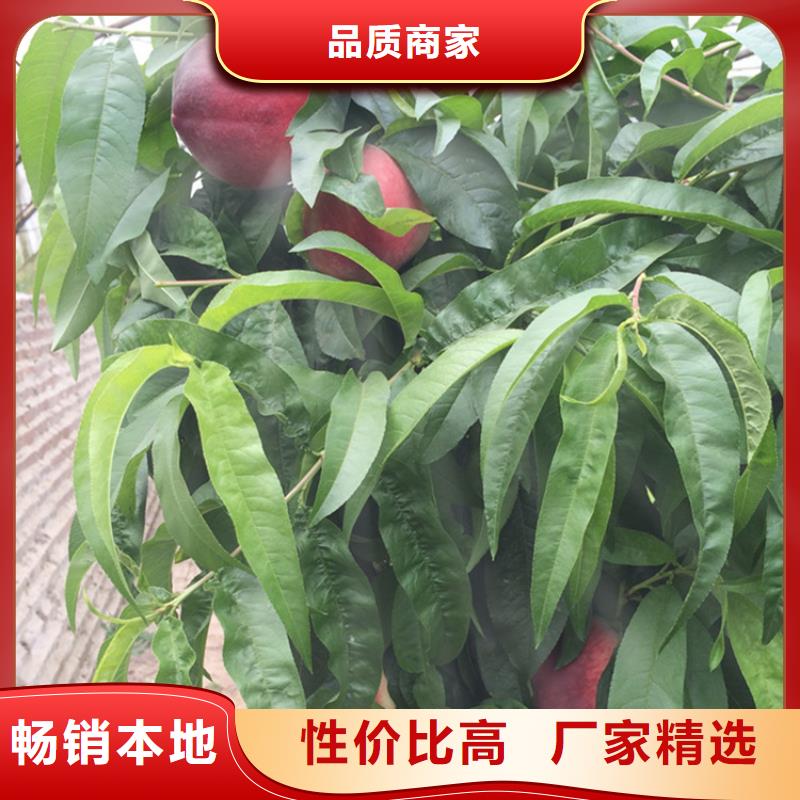 桃,西瓜苗厂家批发价