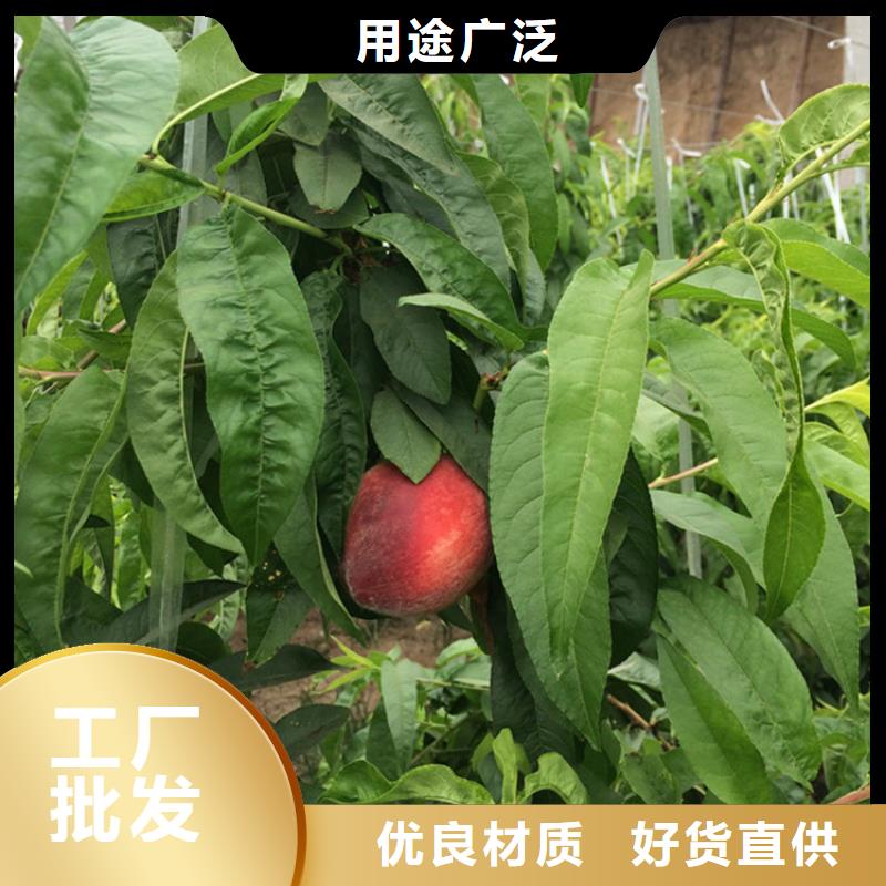桃,西瓜苗国标检测放心购买