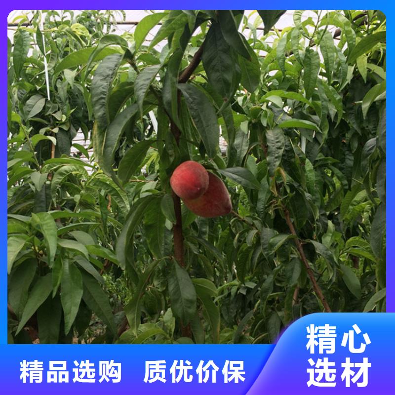 桃,西瓜苗厂家批发价