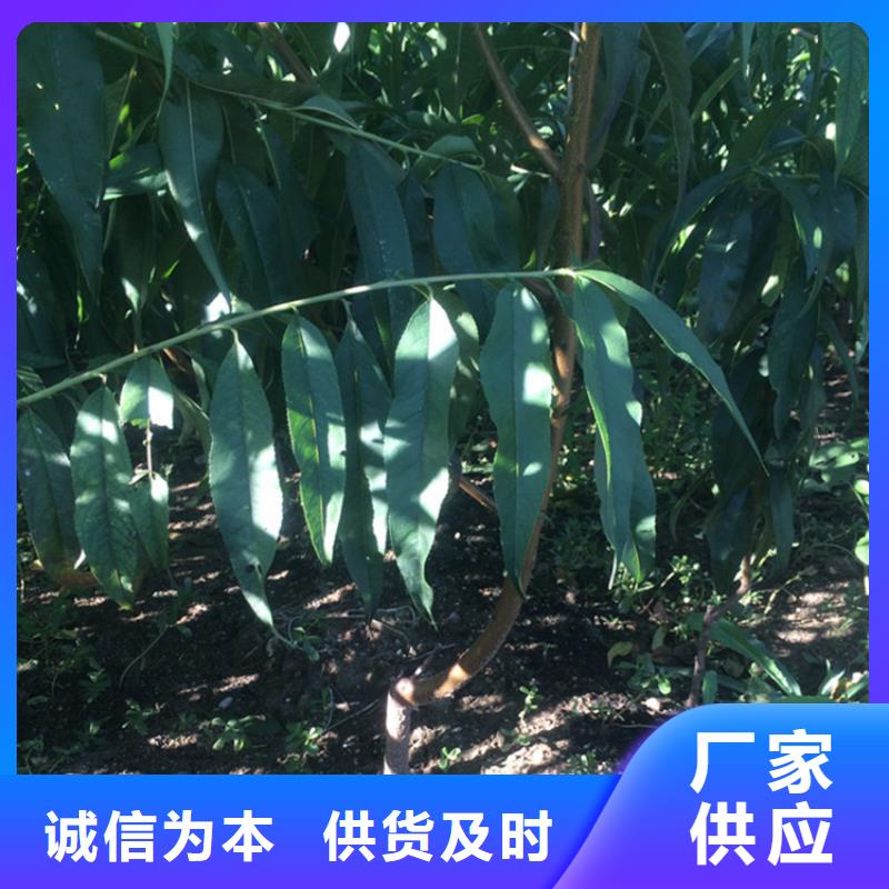桃,西瓜苗国标检测放心购买