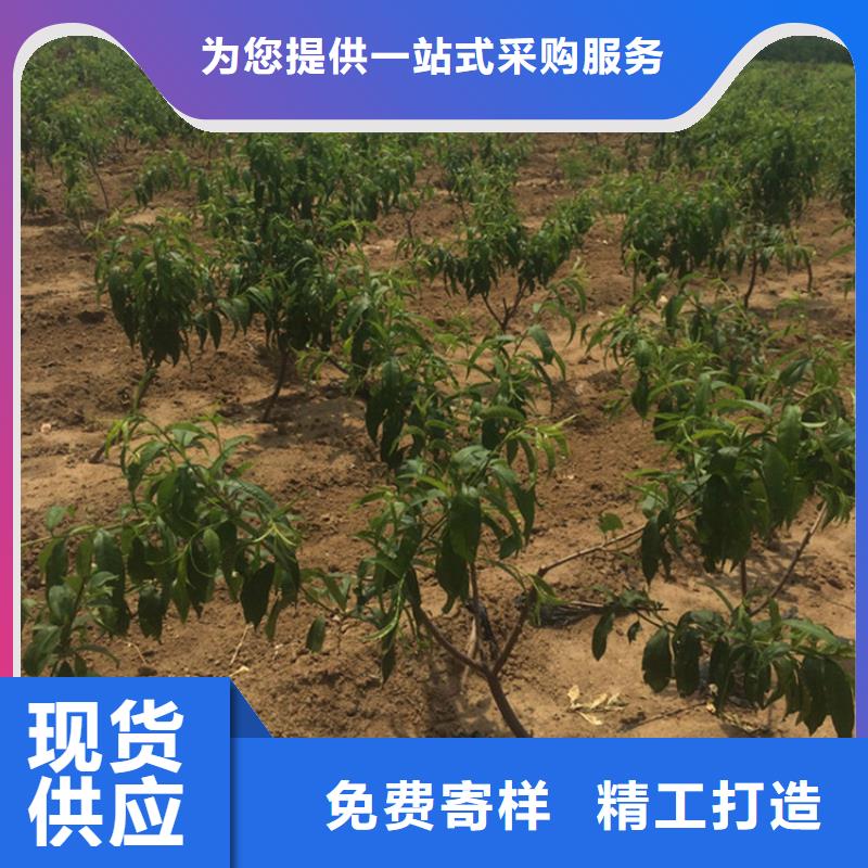 黄桃苗什么品种好