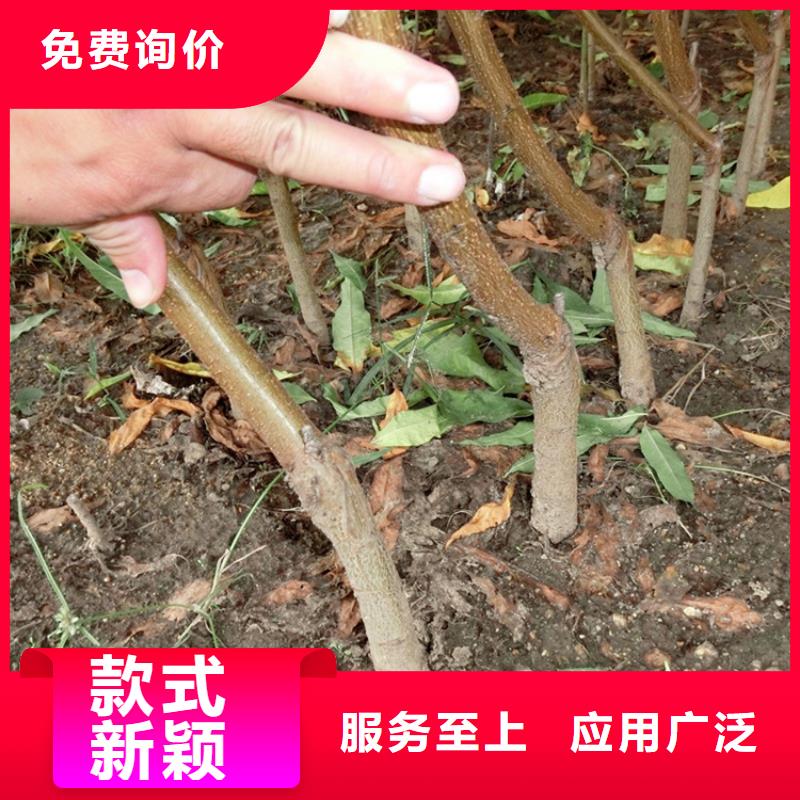 桃无花果苗免费寄样