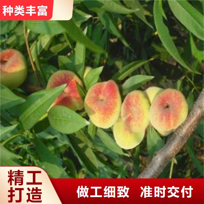 黄桃苗新品种