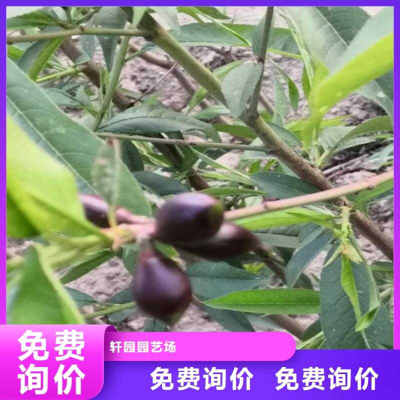 黄桃苗新品种