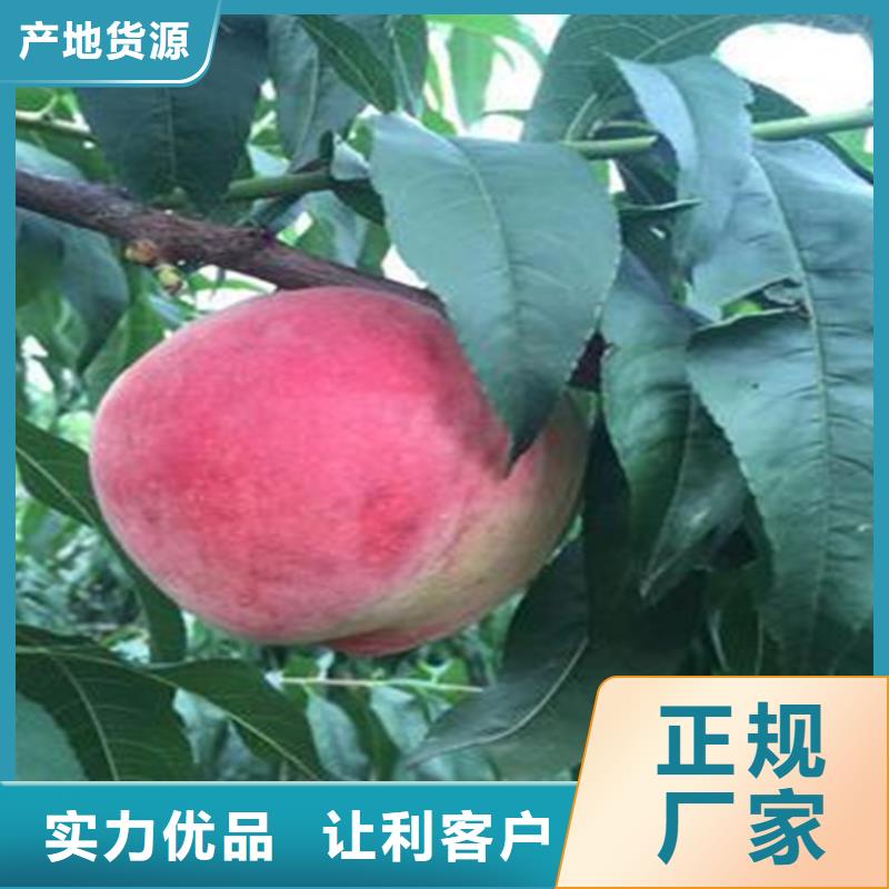 桃_【无花果苗】质量层层把关