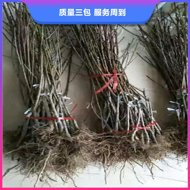 桃,西瓜苗厂家批发价