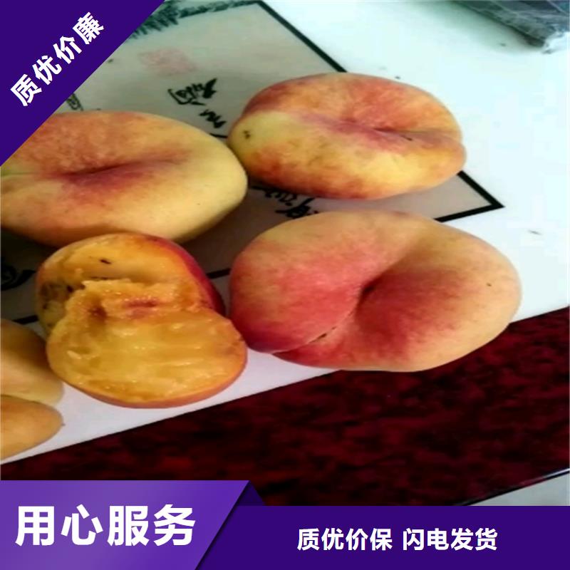 桃,西瓜苗厂家批发价
