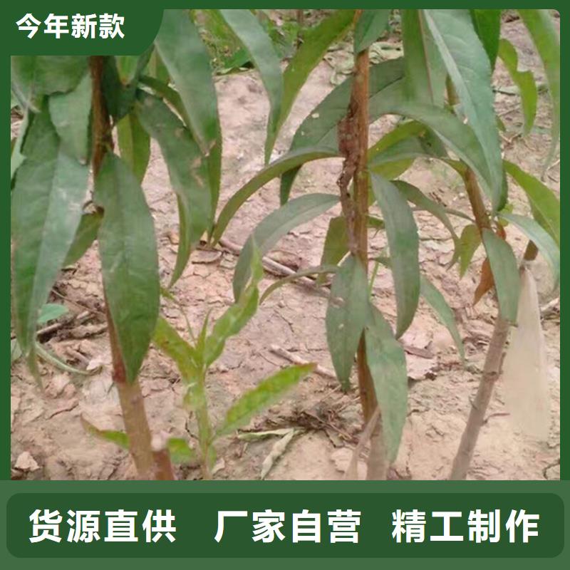 【桃】无花果苗放心购