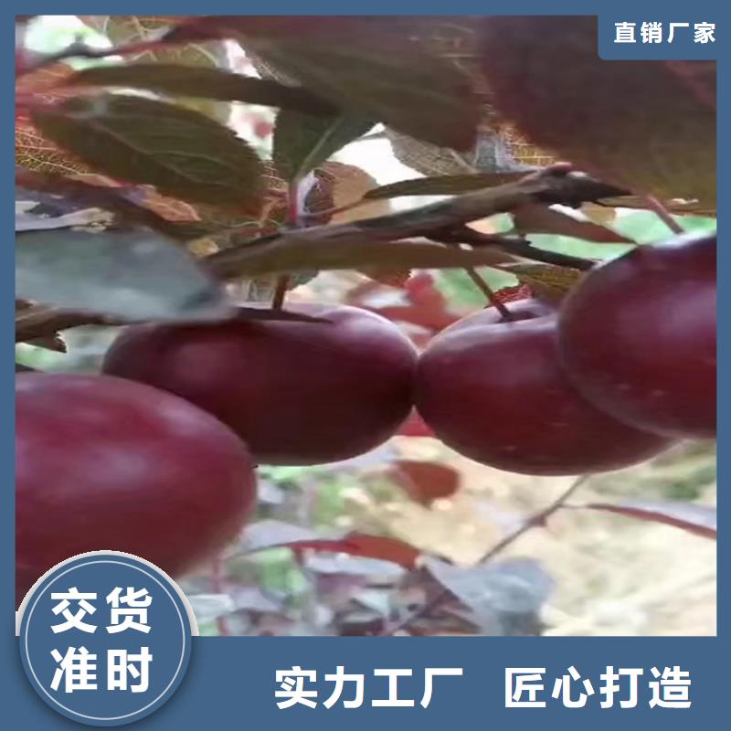 杏李李子苗批发价格