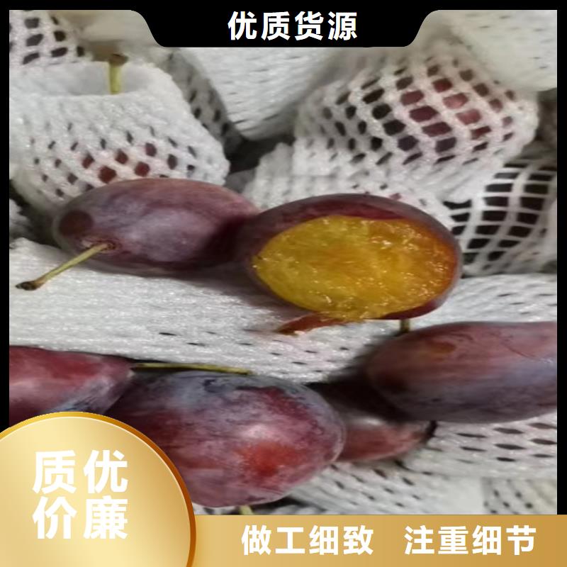 杏李李子苗批发价格
