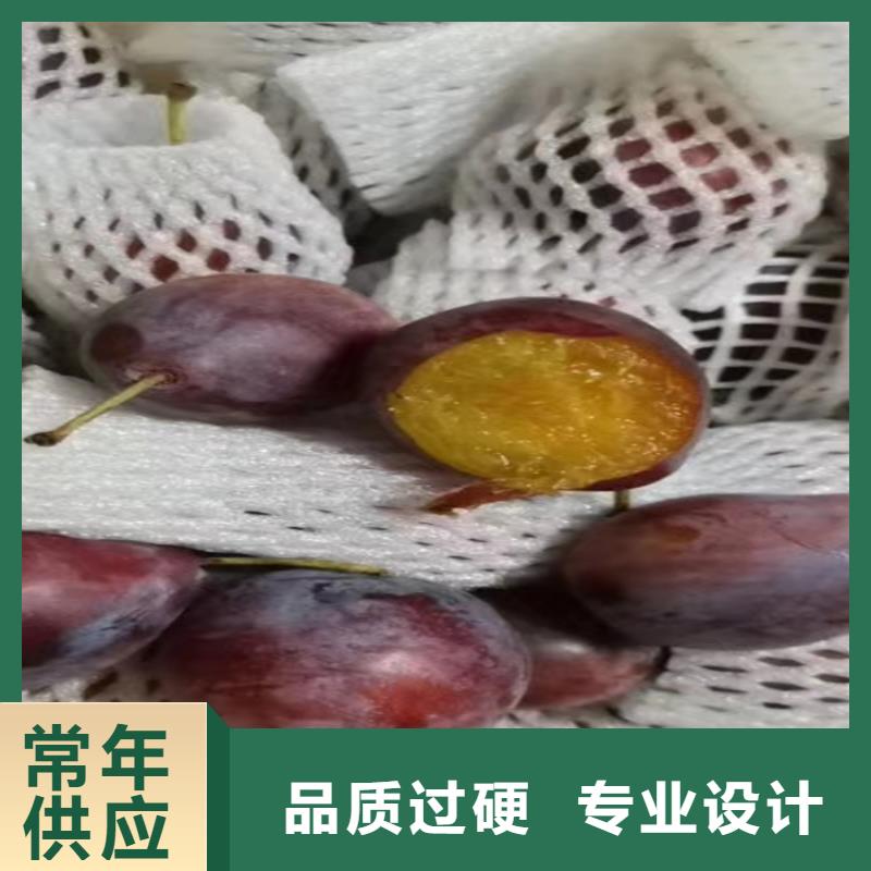 李子,樱桃苗定制批发