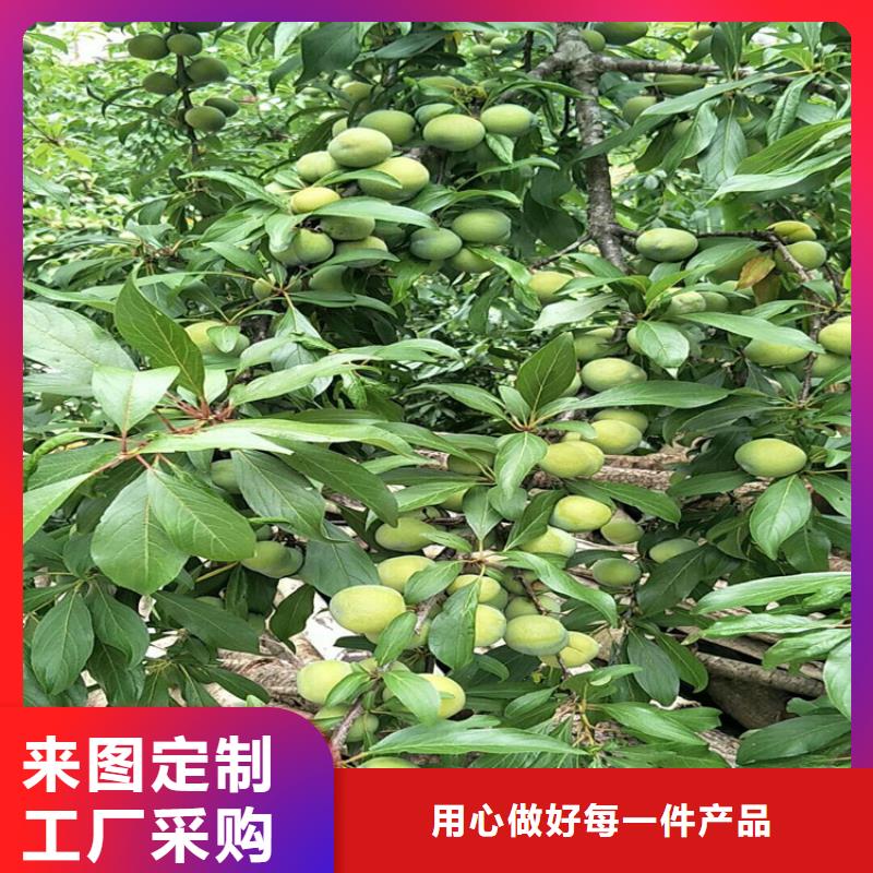 杏李李子苗批发价格