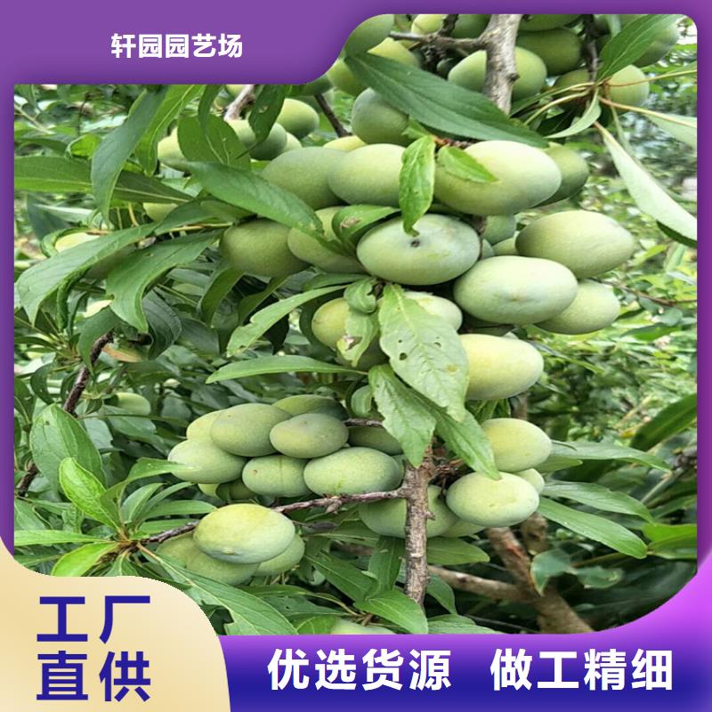 李子【樱桃苗】质量为本